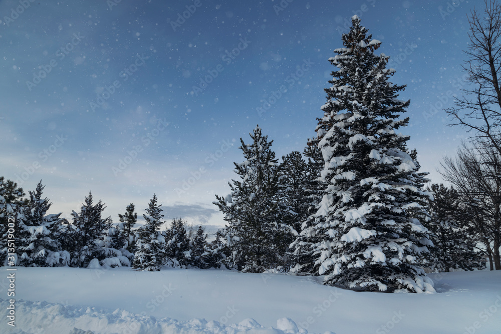 Snow falling on trees