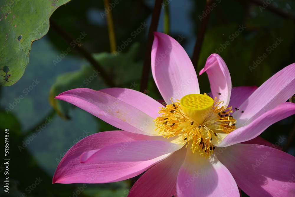 Calyx green raw, Lotus Seed, Beautiful nature texture background,Lotus flowers and lotus seed, lotus leaf and green background.Beautiful pink waterlily or lotus flower in pond. Calyx green raw, Lotus Seed, Beautiful nature texture background,Lotus flowers and lotus seed, lotus leaf and green background.Beautiful pink waterlily or lotus flower in pond.