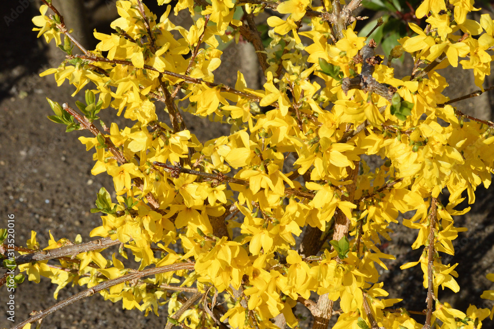 黄色に色づいた花を付けた春のレンギョウをハイアングルで撮影した写真 Stock Photo Adobe Stock