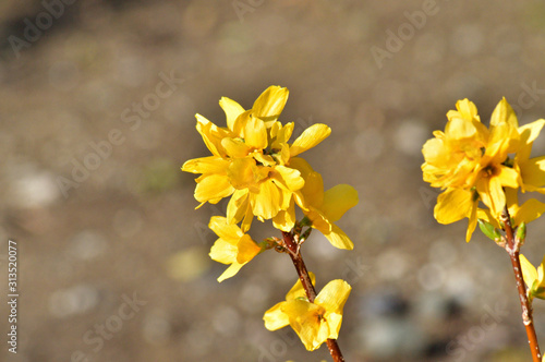 春の黄色に色づいたレンギョウの花をハイアングルで撮影した写真