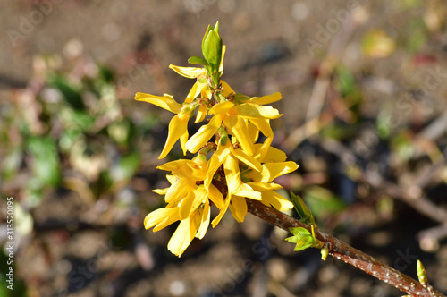 春の黄色に色づいたレンギョウの花をハイアングルで撮影した写真