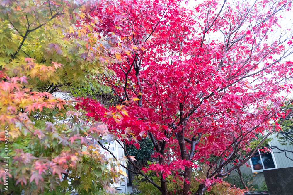 Pink and green Japanese Maple trees in the park Pink and green Japanese Maple trees in the park