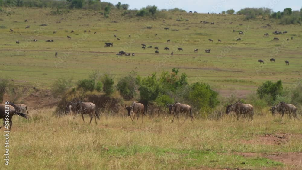 wildebeest and zebra migration in masai mara national reserve green mountains closeup wildebeest and zebra migration in masai mara national reserve green mountains closeup