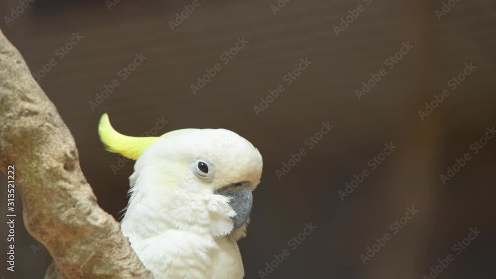 yellow crested cockatoo closeup video national park yellow crested cockatoo closeup video national park