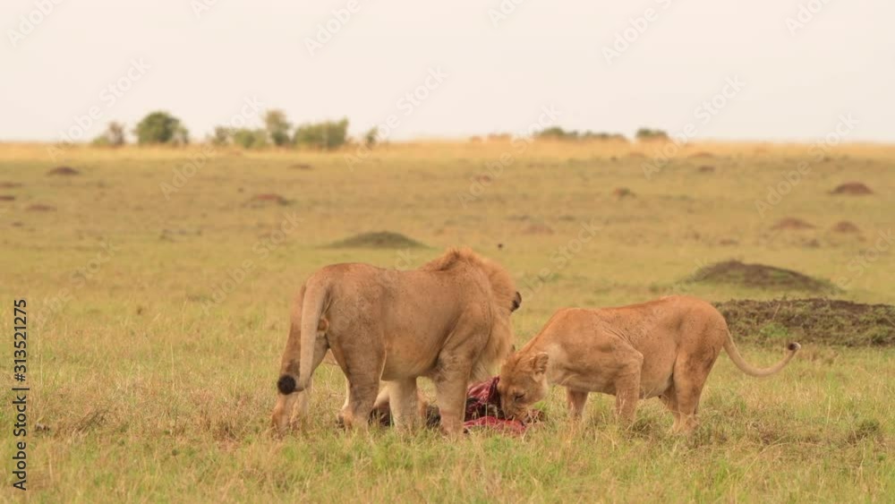lion lioness eating wildebeest animal in masai mara grass land video closeup lion lioness eating wildebeest animal in masai mara grass land video closeup