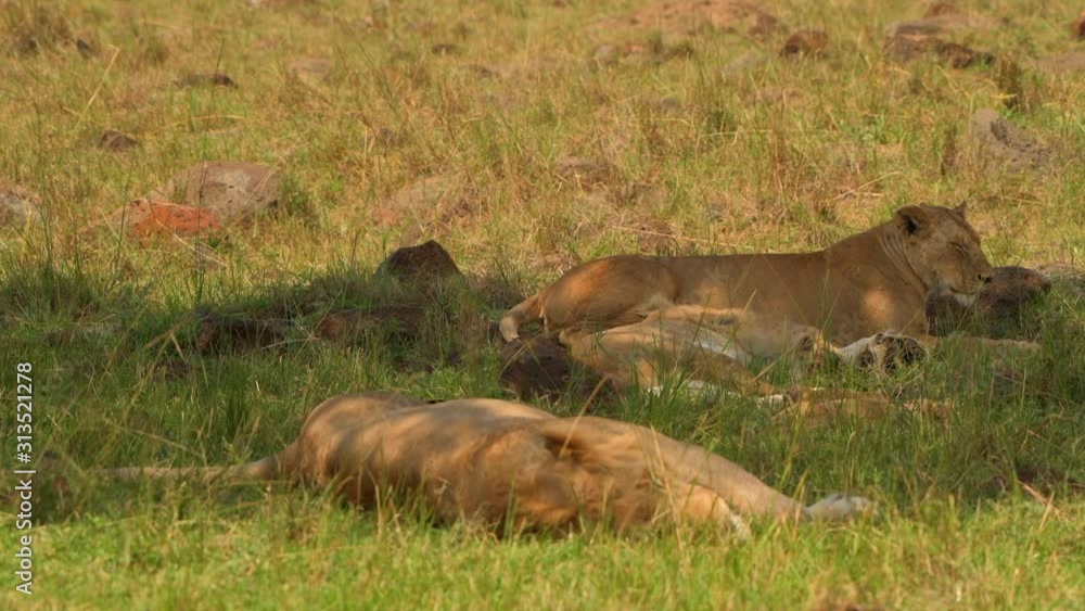 lion lioness sleeping in masai mara forest grass land family closeup shot lion lioness sleeping in masai mara forest grass land family closeup shot
