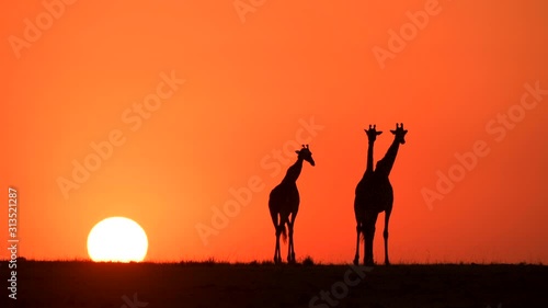 sunrise giraffe in masai mara national reserve grass land landscape video