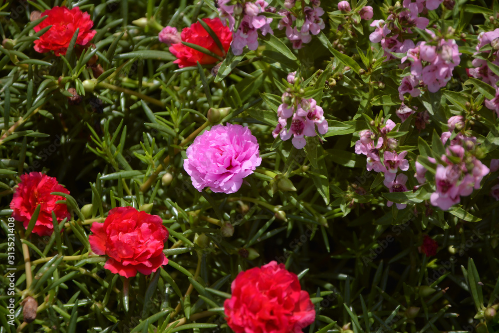 Portulaca Grandiflora multi color flowers garden blooming top view background,Rose jepun, Portulacaceae,Portulace grandiflora,Rosemoss,tropical plant,Ros jepun,Portulaca Grandiflora Hook,Portulacace.