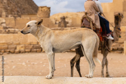 A wild dog that lives near an ancient necropolis. Animals and people in Giza near Cairo. Anubis prototype guards the sacred pyramids.