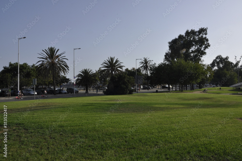 view of park and palm trees in city