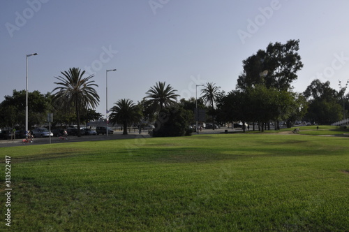 view of park and palm trees in city