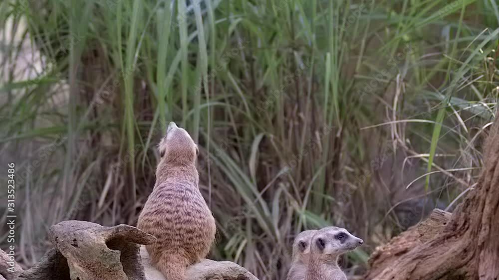 One Meerkat standing on his toes on a tree trunk on the ground and trying to look over the grass - Slow motion One Meerkat standing on his toes on a tree trunk on the ground and trying to look over the grass - Slow motion