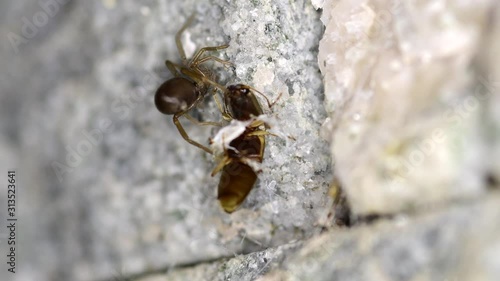 Southern Crevice Spider (Kukulcania hibernalis) with prey on stony wall. photo