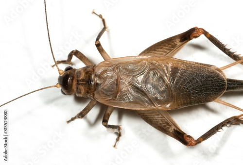 Macro Photo of Brown Cricket on White Floor