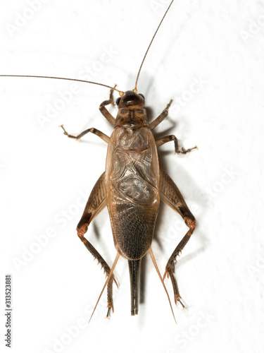 Macro Photo of Brown Cricket on White Floor