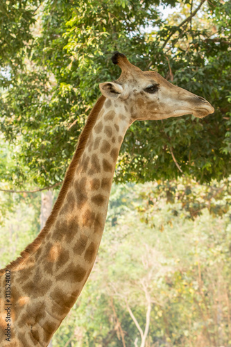 giraffe in the zoo