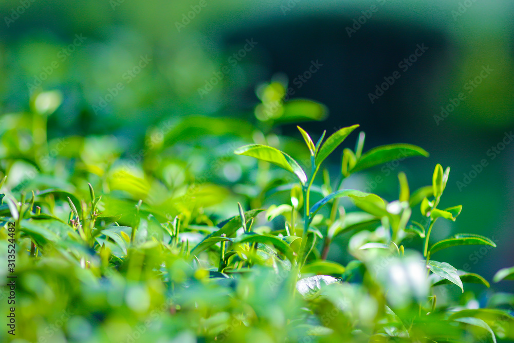 Green tea bud. Fresh tea plantation. Closeup tea top. Green tea bud. Fresh tea plantation. Closeup tea top.