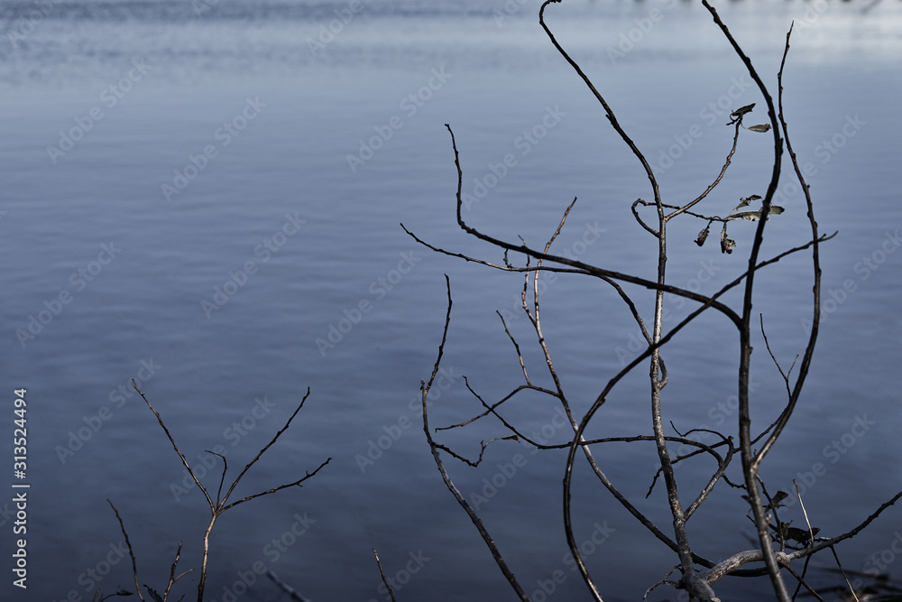 Fototapeta premium 川辺の枯れ木