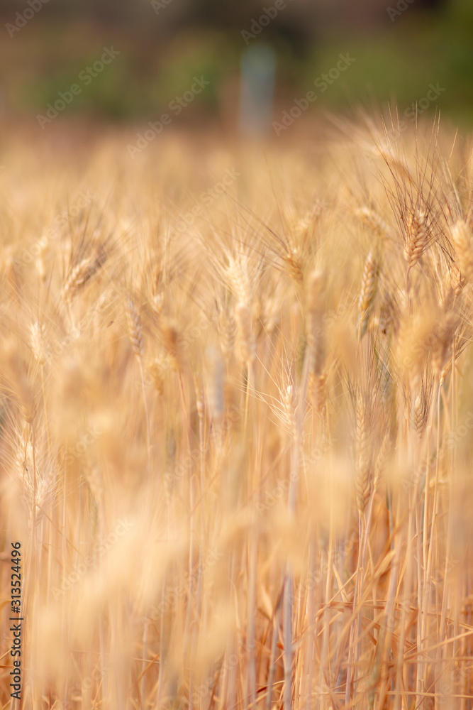 Fototapeta premium Pole pszenicy. Kłosy pszenicy złotej z bliska. Dojrzewanie kłosów tła pola pszenicy. Bogata koncepcja zbiorów.
