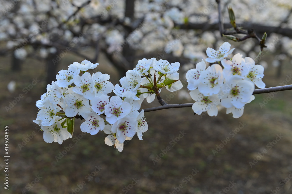 Obraz premium Pear flower in full bloom in spring