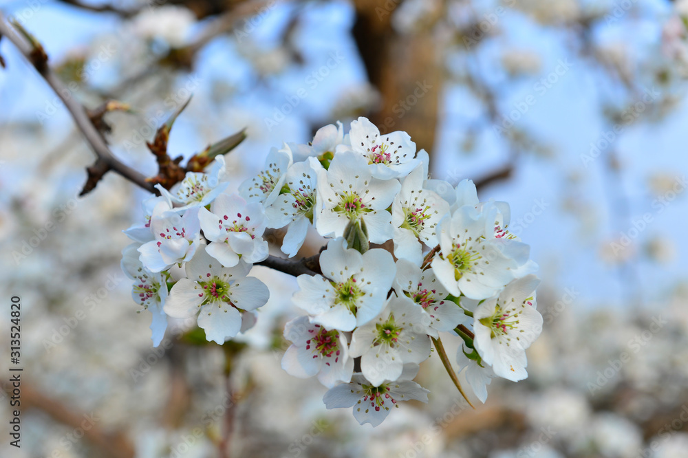 Pear flower in full bloom in spring Pear flower in full bloom in spring