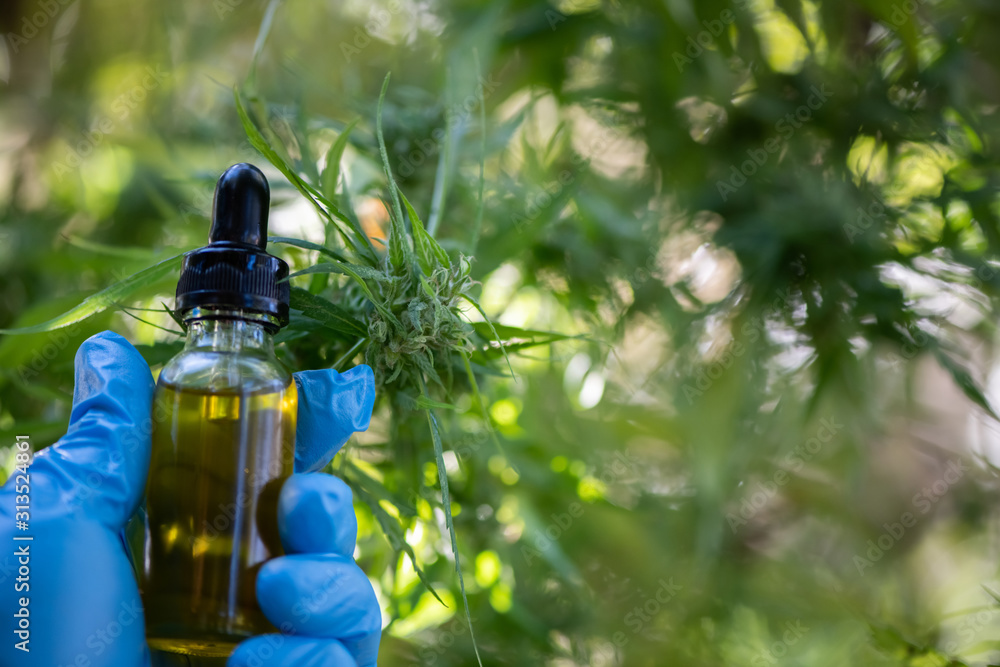 Professional researchers working in the marijuana field. They are investigating. The growth of the cannabis plant increases efficiency for the extraction of medical plants, alternative medicine Professional researchers working in the marijuana field. They are investigating. The growth of the cannabis plant increases efficiency for the extraction of medical plants, alternative medicine