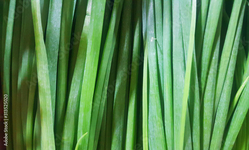 Fresh Green onion background  Healthy food.