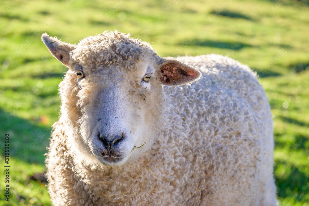 Single woolly white sheep backlit in a pasture on a sunny winter day