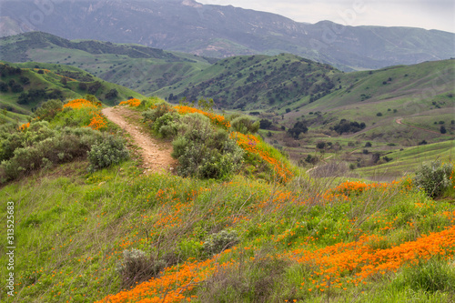 Obraz na płótnie Hiking trail in the hills of Chino Hills State Park in Southern California