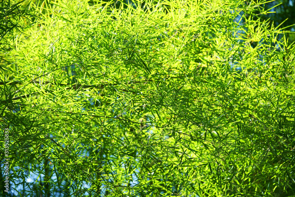 fresh bamboo leaf texture background fresh bamboo leaf texture background