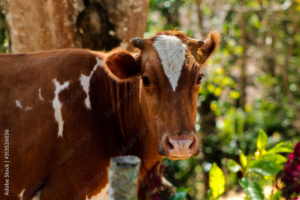 Beautiful brown cow with white stains, including one triangular in the head. Domestic animal.