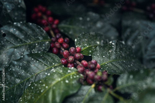 Fresh red coffee red cherry coffee bean in hands