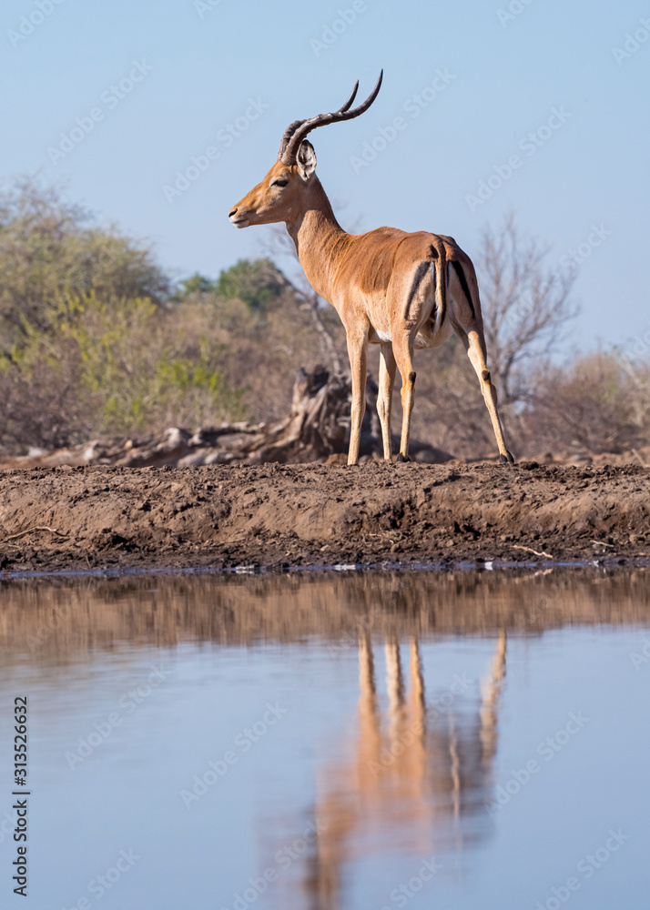 Fototapeta premium Male Impala Reflection at the Water Hole