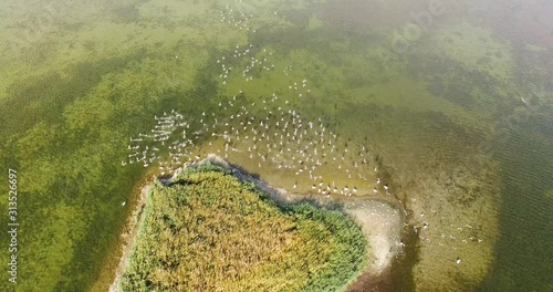 The beautiful Luknajno Lake in Poland with birds flying over the green mossy waters - Aerial shot photo