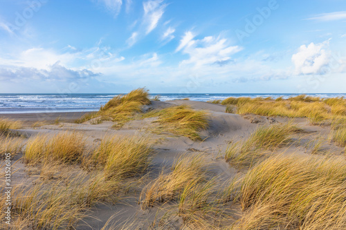 Fototapeta Naklejka Na Ścianę i Meble -  Beach grass blowing in the wind on the Oregon Coast