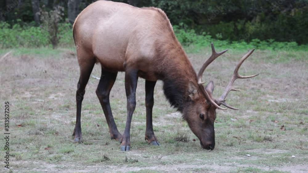 Elk Elk