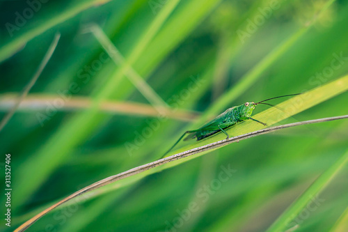 Grasshopper on green grass close-up.