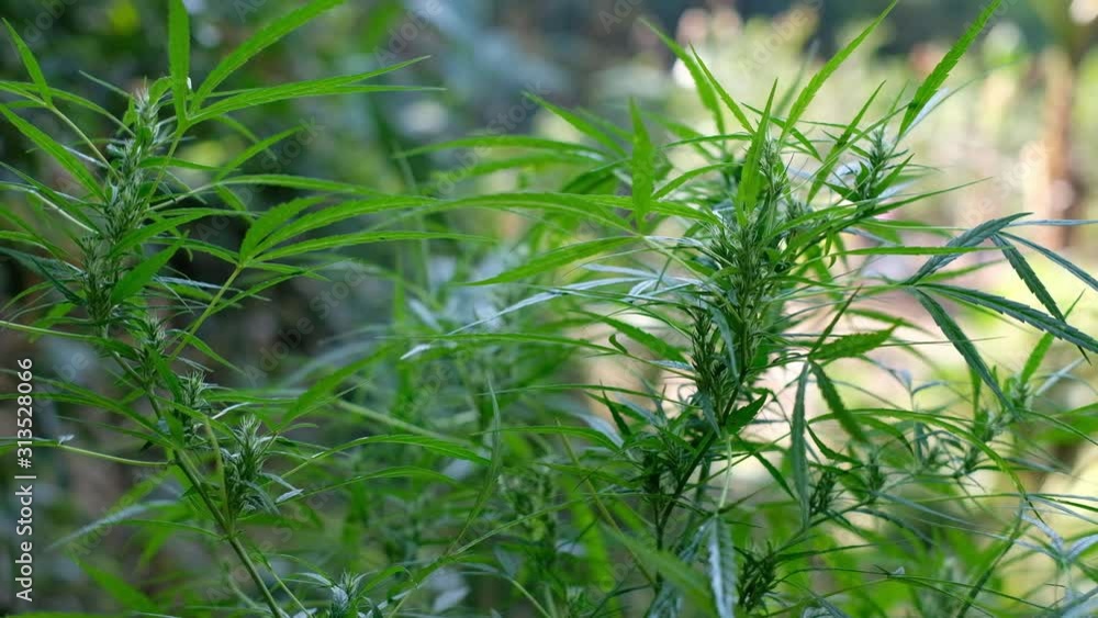 Green cannabis tree swinging at the blurred background, hemp leaves is swaying Green cannabis tree swinging at the blurred background, hemp leaves is swaying