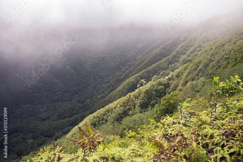 Murais de parede Lush green canyon landscape with steep walls