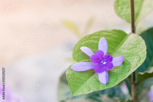 Beautiful Purple Wreath(Petrea Volubilis) or Queen's Wreath,Sandpaper Vine decorated in garden with bokeh background. Flower,garden ening or outdoor concept. photo