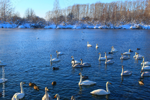 In winter, beautiful swans swim on the ice-free lake. Place of wintering swans, Altai, Siberia. Swan lake. photo