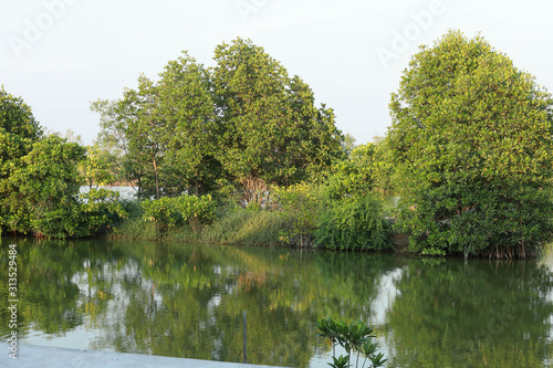 Mangrove trees on the swamp near the sea ,Thailand photo