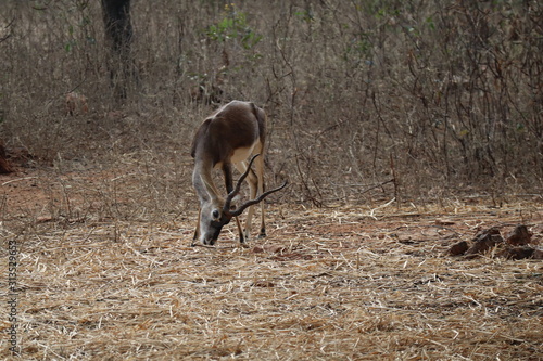 deer in the wild