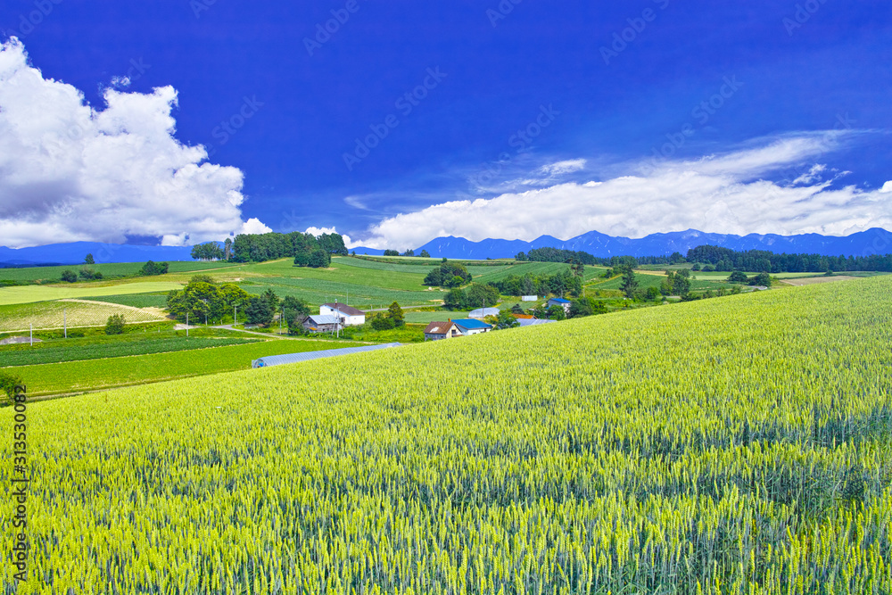 初夏の北海道 美瑛町の風景 Stock 写真 Adobe Stock