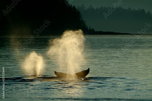 Whale Spouts at Sunset