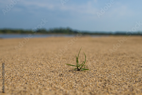 aspiring to the life of a flower sprouting through the sand