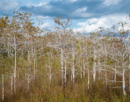 Cypress trees with cloudy sky in Everglades National Park, Miami, Florida, USA.