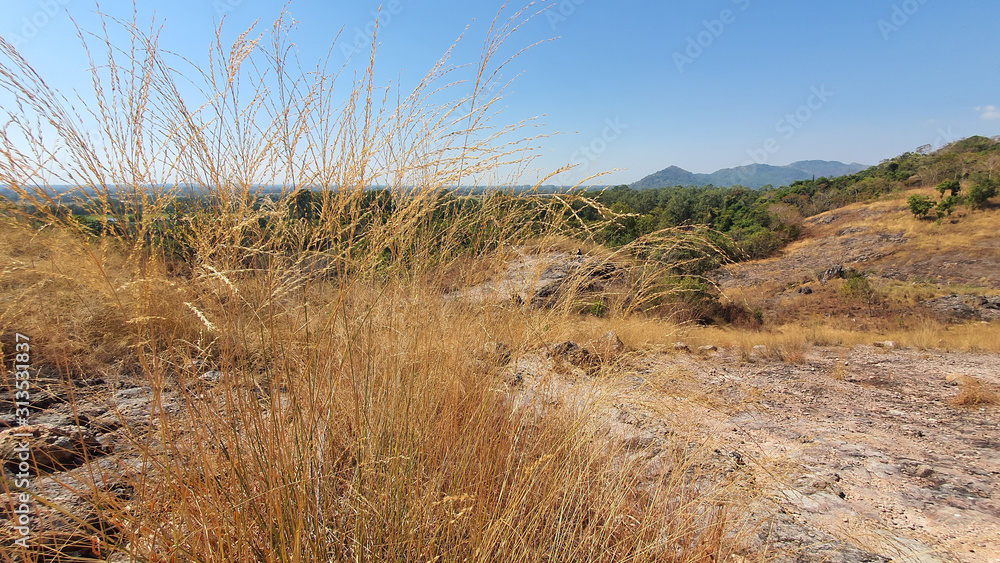 Panoramic view of golden field over the hill at Khao Lon Nakon Nayok Thailand Panoramic view of golden field over the hill at Khao Lon Nakon Nayok Thailand