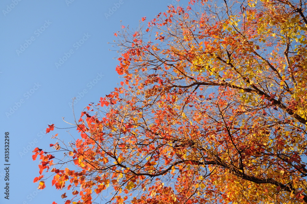 Autumn tree leaves against a blue sky