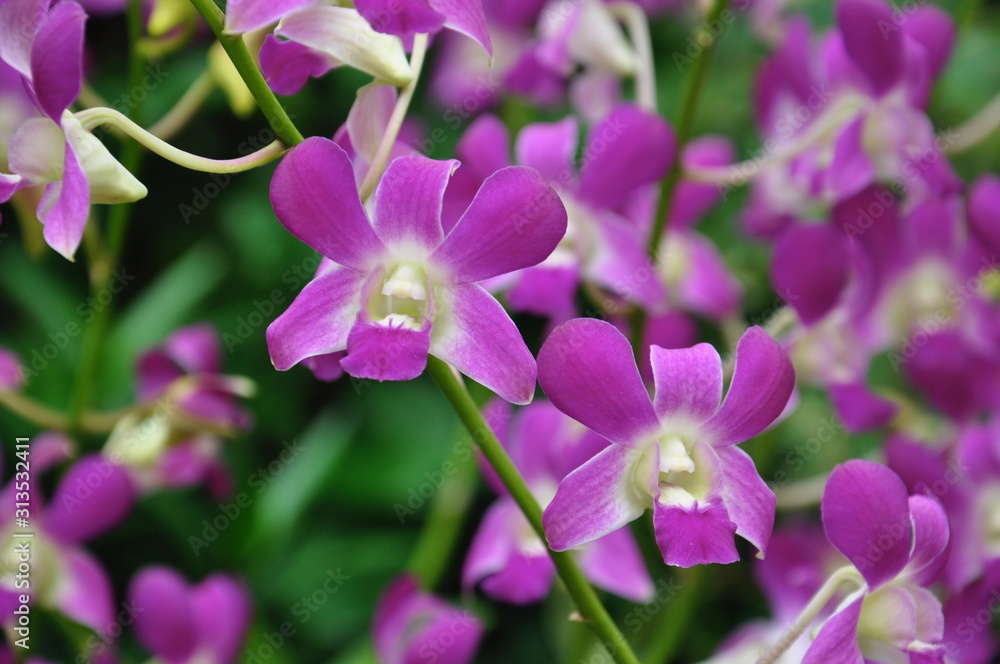 Purple orchids in bloom